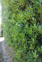 pitosporum tobira seto5